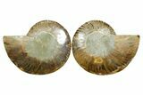 Cut & Polished Ammonite Fossil - Madagascar #364783-1